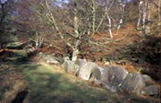 Millstones At Bolehill Wood, Near Grindleford, Derbyshire