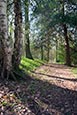 Thumbnail image of Shaw Wood, Derbyshire