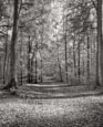 Thumbnail image of Liepnitzsee forest