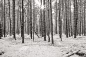 Winter Forest By Basdorf