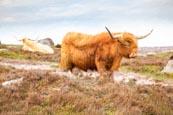 Photograph With Digital Painting Of Highland Cattle On Hathersage Moor In The Derbyshire Peak Distri
