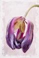 Thumbnail image of Faded Tulip flower