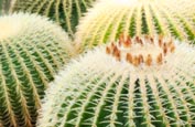 Thumbnail image of Cacti