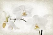 Thumbnail image of White orchid