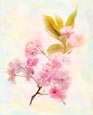 Thumbnail image of Cherry Blossom