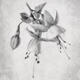 Thumbnail image of Monochome photograph of fuschsia flowers and buds on a grungy background
