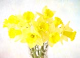 Thumbnail image of Daffodils