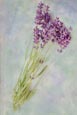 Thumbnail image of Lavender flowers