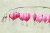 Bleeding Hearts (Dicentra Spectabilis) / Traenendes Herz / Pflanzen Plants Blumen Flowers