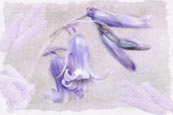 Thumbnail image of Bluebells (Scilla non-scripta)