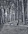 Forest Path, Lohme, Jasmund, Ruegen,  Mecklenburg Vorpommern, Germany