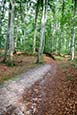Footpath Through The Granitz National Park, Ruegen, Mecklenburg Vorpommern, Germany