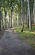 Forest Path, Lohme, Jasmund, Ruegen,  Mecklenburg Vorpommern, Germany