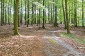 Buchenwald Grumsin, UNESCO World Heritage Forest, Barnim, 
Brandenburg, Germany