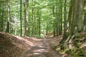 Thumbnail image of Buchenwald Grumsin, UNESCO World Heritage forest, Barnim, 
Brandenburg, Germany