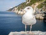 Thumbnail image of Sea gull by the view over the Coastline at Porto Venere, Porto Venere, Liguria, Italy