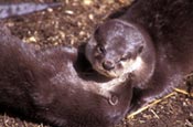 Thumbnail image of Otters