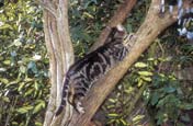 Cat Tree Climbing
