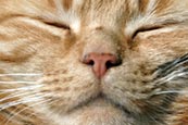 Thumbnail image of Sleeping Cat