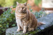 Thumbnail image of overweight cat