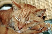Thumbnail image of sleeping ginger cat