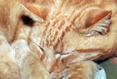 Thumbnail image of sleeping ginger cat
