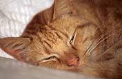 Sleeping Ginger Cat