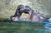 Thumbnail image of Hippopotamus - two play fighting