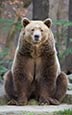 Thumbnail image of Brown Bear (Ursus arctos)