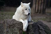 Arctic Wolf (Canis Lupus Arctos)