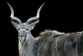 Kudu (Tragelaphus)