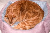Thumbnail image of Sleeping Cat