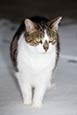 Thumbnail image of Cat in Snow