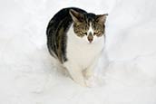 Cat In Snow