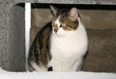 Thumbnail image of Cat sheltering from snow