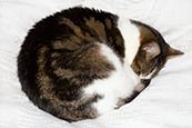Cat Sleeping Curled Up