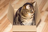 Thumbnail image of Cat in cardboard box
