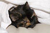 Thumbnail image of Cat under covers