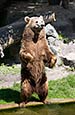 Brown Bear - Ursus Arctos