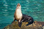 Thumbnail image of Sea Lion