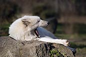 Arctic Wolf (Canis Lupus Arctos)