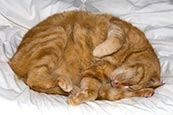 Thumbnail image of Sleeping ginger cat