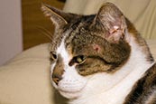 Thumbnail image of cat with head wound