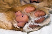 Thumbnail image of cats paw 