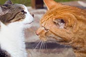 Thumbnail image of Two domestic cats