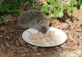 Hedgehog Eating Cat Food Off A Plate In A Garden