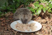 Hedgehog Eating Cat Food Off A Plate In A Garden