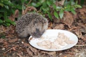 Thumbnail image of Hedgehog eating cat food off a plate in a garden