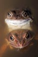 Common Frog (Rana Temporaria)