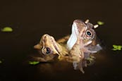Thumbnail image of Common Frog (Rana Temporaria)